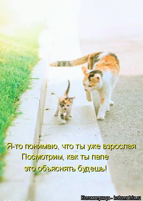 Котоматрица: Я-то понимаю, что ты уже взрослая. Посмотрим, как ты папе это объяснять будешь!